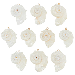 Морская Ракушка 10шт. подвески из натуральной морской ракушки, подвески в форме ракушек с железными петлями светло-золотистого оттенка, цвет морской раковины, 37~43x28~31x21~27 мм, отверстие : 1.8 мм