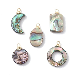 Mixed Shapes Подвески из натурального ушка / ракушки, с металлическими скобами, золотые, разнообразные, 16.5~19.5x10.5~15.5x3.5~4 мм, отверстие : 1.6 мм