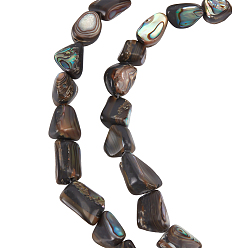 Раковина 1 нить из натуральных бусин из ракушек абалон/пауа, самородки, 10~19x9~14x5~8 мм, отверстие : 1 мм, около 28~30 шт / нитка, 15.7~15.9 дюйм (40~40.5 см)