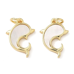 Настоящее золото 18K Подвески из латуни из натуральных ракушек, прелести дельфинов, с прыжковых колец, без свинца и без кадмия, долговечный, стойки покрытие, цвет морской раковины, реальный 18 k позолоченный, 17.5x12x2.5 мм, отверстие : 3.2 мм