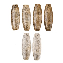 Oval Натуральные ископаемые коралловые подвески, подходящие подвески, овальные амулеты, 39~40x13~13.5x4~4.5 мм, отверстие : 1.2 мм