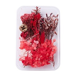 Dried Flower Сухоцветы, аксессуары для изготовления мыла из свечей своими руками, с пластиковой прямоугольной коробкой, красные, 1.5~16x1.8~5.4 см