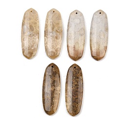 Oval Натуральные ископаемые коралловые подвески, подходящие подвески, овальные амулеты, 40x14x5 мм, отверстие : 1.2 мм