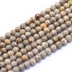 Ископаемое Натуральные бусины из ископаемых раковин, круглые, граненый (128 граней), Алиса Блю, 6 мм, отверстие : 0.8 мм, около 64 шт / нитка, 15.35 дюйм (39 см)