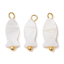 Золотой Натуральные пресноводные ракушки-талисманы, с медными петлями, золотые, 14x5x2~3 мм, отверстие : 1.5 мм