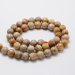 Fossil Coral Faceted Round Natural Fossil Coral Bead Strands, 8mm, Hole: 1mm, about 50pcs/strand, 15.3 inch