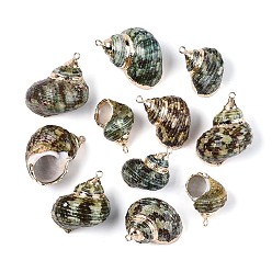 Кокосово-Коричневый Подвески из натуральных морских ракушек, покрытые гальваническим способом, подвески в форме ракушек, с медными петлями, золотые, кокосового коричневый, 26~39x20~30x18~25 мм, отверстие : 1.8~2 мм