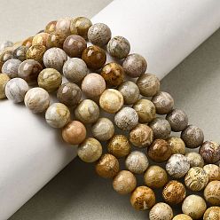 Ископаемый коралл Природные окаменелые коралловые бусы пряди, круглые, 8 мм, отверстие : 1 мм, около 50 шт / нитка, 15.83'' (40.2 см)