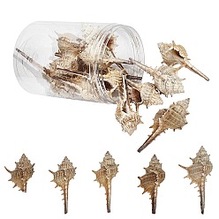 Античный Белый Натуральные раковины бисера, неочищенные / без отверстий, старинный белый, 55~82x34~38x25~31 мм, 130 г / коробка