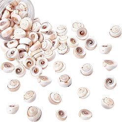 PapayaWhip Natural Shiva Eye Shell Beads, PapayaWhip, 17~20x6~13mm, Hole: 1mm, about 75~80pcs/box