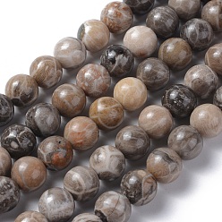 Corail Fossile Fossiles naturelle perles de corail brins, ronde, 10mm, Trou: 1mm