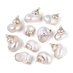 Морская Ракушка Подвески из натуральных морских ракушек, покрытые гальваническим способом, подвески в форме ракушек, с медными петлями, золотые, цвет морской раковины, 26~34x19.5~26x16~22 мм, отверстие : 1.6~1.8 мм