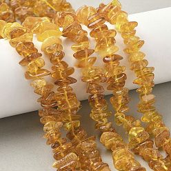 Янтарный Янтарные шарики нити, чип, 10~13x7~8x2.5~4 мм, отверстие : 0.7 мм, 15.16 дюйм (38.5 см)