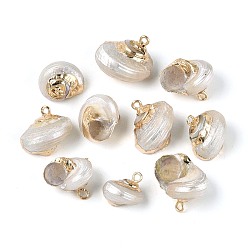 Морская Ракушка Гальванические подвески из натуральной спирали в ракушке, Подвески в виде раковин с петлями из железа золотистого оттенка., цвет морской раковины, 13~19x10~15x13~18 мм, отверстие : 1.5~1.8 мм