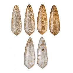 Teardrop Натуральные ископаемые коралловые подвески, подходящие подвески, слезинки, 39~40x13~13.5x4~4.5 мм, отверстие : 1.2 мм