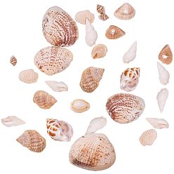 Mixed Color Natural Mixed Style Cowrie Cowry Seashells Oval Spiral Shells with Holes for Jewelry Making