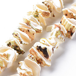 Спиральные Раковина Натуральные спиральные оболочки, самородки, 10~23x7~14x3~10 мм, отверстие : 1.2 мм, около 43~44 шт / нитка, 6.69 дюйм ~ 6.89 дюйм (17~17.5 см)