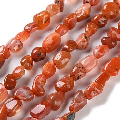 Red Agate Натуральные южные красные агатовые бусины, самородки, упавший камень, 4.5~11.5x3~7x3.5~6 мм, отверстие : 1~1.2 мм, около 48~68 шт / нитка, 15.35~15.94'' (39~40.5 см)