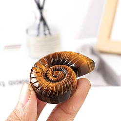 Другие Натуральные украшения для выставки скульптур тигрового глаза, украшение домашнего офиса, раковина, 30~80 мм