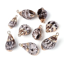 Кокосово-Коричневый Подвески из натуральных ракушек с гальваническим покрытием, подвески в форме ракушек, с латунной фурнитурой , золотые, кокосового коричневый, 15~23x8.5~13.5x7~12 мм, отверстие : 1.6~1.8 мм