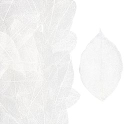 Белый 100 шт. сушеные цветы и листья, материалы для рукоделия, белые, 45~50x25~30x0.1 мм