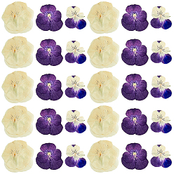 (52) Непрозрачная лаванда 120шт 3 стиль сушеный цветок анютины глазки, ремесленный материал, разноцветные, 25~40x14~40x0.2~0.7 мм, 40 шт / стиль