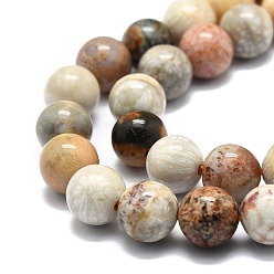 Fossil Coral Natural Fossil Coral Beads Strands, Round, 8mm, Hole: 1mm, about 49pcs/strand, 15.35''(39cm)