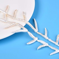 Морская Ракушка Натуральный жемчуг в стиле барокко, культивированный пресноводный жемчуг, форма когтя, цвет морской раковины, 23.5~37x10.5~30x4~7.5 мм, отверстие : 0.5 мм, около 13~15 шт / нитка, 14.76~15.16'' (37.5~38.5 см)