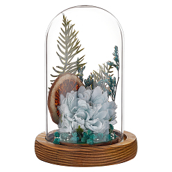 Brun De Noix De Coco Couvercle de dôme en verre en arc, vitrine décorative, terrarium cloche cloche avec base en bois, brun coco, 93x130mm