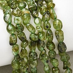 Перидот Природный перидот бисер нитей, самородки, упавший камень, 4.5~9x3.5~6x2~4 мм, отверстие : 0.7 мм, около 41~42 шт / нитка, 7.87''~8.07'' (20~20.5 см)