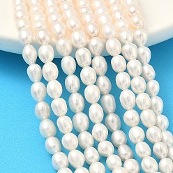 Бежевый Нити из натурального культивированного пресноводного жемчуга, рис, класс 4а++, бежевые, 5~5.5 мм, отверстие : 0.6 мм, около 55~57 шт / нитка, 13.98'' (35.5 см) ~ 14.37'' (36.5 см)