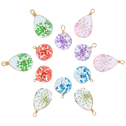 Mixed Color DIY Earring  Making, with Glass Pendants, with Dried Flower Inside & Brass Findings, Round & Teardrop, Mixed Color, 22~24x13x8mm, 19x14mm, hole: 2mm,12pcs/set
