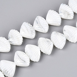 Белый Бусины лэмпворк , формы раковины, жемчужные, белые, 15.5~17.5x22~23.5x9.5~11 мм, отверстие : 1.5~2.5 мм