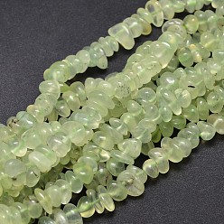Prehnite Natural Prehnite Chip Beads Strands, 5~14x4~10mm, Hole: 1mm, about 15.5 inch~16.1 inch