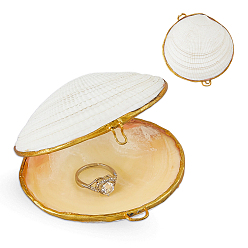 Beige Shell Sculpture Display Decorations, for Home Office Desk, Beige, 79~81x72~73x36~37mm