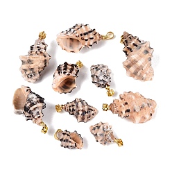Coconut Brown Brass & Natural Spiral Shell Pendants, Conch Charms, Light Gold, Coconut Brown, 19~36x11~22x9~20mm, Hole: 4~5x3.5mm