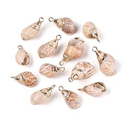 Морская Ракушка Подвески из натуральных морских ракушек, покрытые гальваническим способом, подвески в форме ракушек, с медными петлями, золотые, цвет морской раковины, 17~22x9~12x8~11 мм, отверстие : 1.8~2 мм