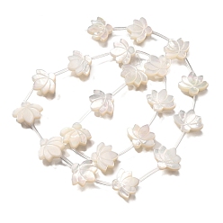 Кремово-белый Натуральный белый бусы, цветок лотоса, кремово-белые, 13x15x3 мм, отверстие : 0.9 мм