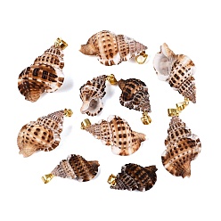 Sienna Brass & Natural Spiral Shell Pendants, Conch Charms, Light Gold, Sienna, 21~36x13~24x9~19mm, Hole: 4~5x3.5mm