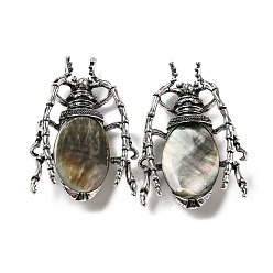 Gray Dual-use Items Alloy Insects Brooch, with Natural Black Lip Shell, Antique Silver, Gray, 49.5x35.5x15~16mm, Hole: 4x2.5mm