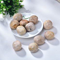 Ископаемый коралл Природные ископаемые коралловые камни, энергетические минералы, драгоценные камни, украшение дома, 20~30 мм