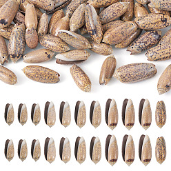 Спиральные Раковина 50 шт. подвески из натуральной спиральной ракушки, подвески в форме ракушек, 27~33x12~16x9~13 мм, отверстие : 1 мм