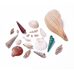Mixed Color (Defective Closeout Sale), Mixed Style Natural Shell Beads, Undrilled/No Hole, Mixed Shapes, Mixed Color, 11~130x5~62mm