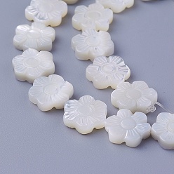 Autres Coquillages De Mer Chapelets de perles de coquillage, fleur, 11~11.5x10.2~10.7x2.8~3.1mm, Trou: 0.7mm, Environ 35 pcs/chapelet, 16 pouce (40 cm)