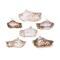 Морская Ракушка Большие подвески из натуральной морской ракушки с золотистой латунной окантовкой и железными петлями, подвески в форме ракушек, цвет морской раковины, 27~35x43~65x12~14 мм, отверстие : 3 мм