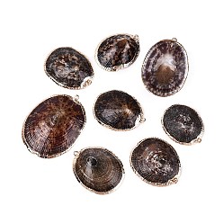 Coffee Electroplated Golden Brass Edged Natural Sea Shell Pendants, Shell Shape Charms, Coffee, 35~53x27~41x8~13mm, Hole: 1.2~1.8mm