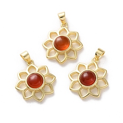 Красный Агат Природные сердолик подвески, стойка покрытие золотистый тон латунные подвески, долговечный, без свинца и без кадмия, цветок, 18x16x5~5.5 мм, отверстие : 3.5x3 мм