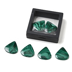 Malachite Natural Malachite Cabochons, Flat Back, Teardrop, with Floating Thin Film Display Case, 31x28.5x3.5mm