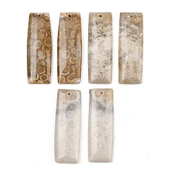 Rectangle Натуральные ископаемые коралловые подвески, подходящие подвески, прямоугольник амулеты, 40x14x4 мм, отверстие : 1.2 мм