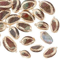 Разноцветный 20шт. подвесок из натуральной раковины пауа с гальваническим покрытием, подвески в форме ракушки с фурнитурой из железа, золотой свет, красочный, 20~35x14~24x4~7 мм, отверстие : 2 мм